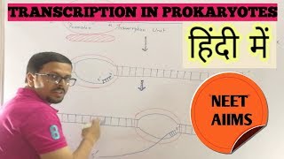 Transcription in prokaryotes in hindi [upl. by Angle]