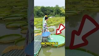 Unique Japanese Water Plant Holds Human Weight🤯😱 [upl. by Animor]