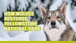 How reintroducing wolves saved this ecosystem  The Earthshot Prize [upl. by Immac878]