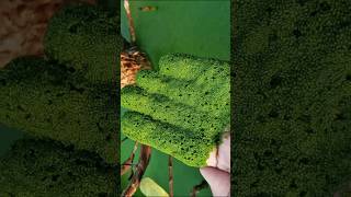 🥰Wolffia😀 the smallest flowering plant viral youtubeshorts [upl. by Ingles]