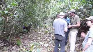 Wild mandrills in Gabon Parc de la Lékédi [upl. by Ideih]