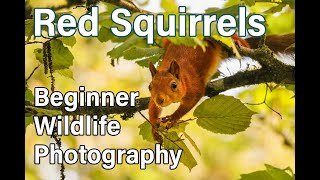 Wildlife Photography Vlog  Red Squirrels on the Isle of Wight [upl. by Lemuel398]