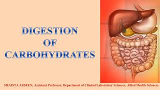 Digestion of Carbohydrates  Digestive System  Human Physiology Lectures [upl. by Nidia]