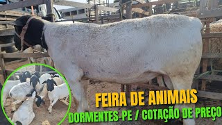 FEIRA DE ANIMAIS EM DORMENTESPE 23022023 COTAÇÃO DE PREÇO [upl. by Vizzone713]