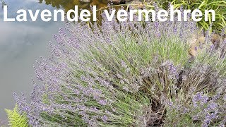 Lavendel vermehren Lavendel Stecklinge Lavendula vermehren durch Stecklinge [upl. by Ishmael21]