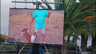 III Mostra Canina Podengo encantou no Porto Santo [upl. by Aletha]