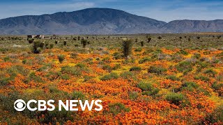 Californias stunning wildfire quotsuper bloomquot visible from space [upl. by Aitselec]