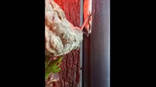 Time Lapse 7 month old Leachie Gecko [upl. by Teteak92]