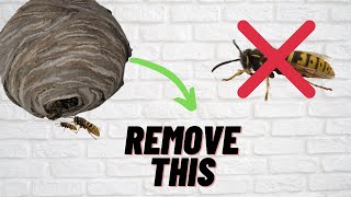 Remove Wasp nests in a Smarter way🧠  how to remove wasp nest from attic how to remove wasps [upl. by Ameekahs]