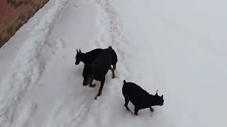 Цвергпинчеры и немецкий пинчер наши гулянки Пришла зима 🖤❄❄❄ [upl. by Ivanna]