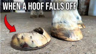 The Horse That Lost Its Hoof Hoof Restoration [upl. by Peddada]