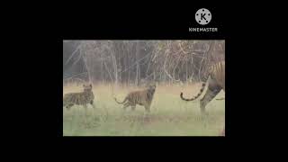 Bijli Tigress with 3 cubs Tadoba Tiger [upl. by Kacy]