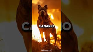 Presa Canario  The Most Dangerous Dog Breeds [upl. by Maggs]