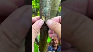 Try this grafting methods🎋 tree grafting gardening [upl. by Luelle218]