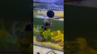 Cichlid tank update Oscar feeding time 🥗aquariumfishfish cichlidaquarium [upl. by Stefanac]