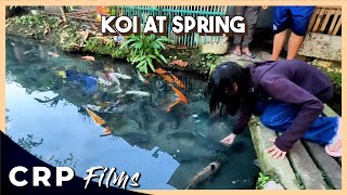 KOI OF SIR DODONG AT TUBURAN SPRING ZONE 2 LOWER BULUA CAGAYAN DE ORO  FISH FEEDING [upl. by Alyakam]