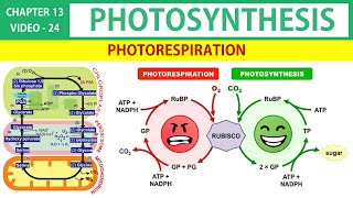 Photosynthesis in Tamil 24  Photorespiration in Tamil  Class 11 Botany State Board [upl. by Avrom552]