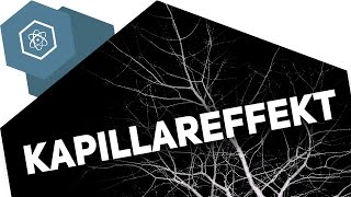 Kapillareffekt – Wie trinken Pflanzen [upl. by Anima]