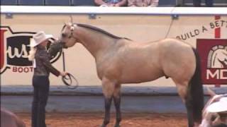 Not Kiddin Me AQHA Stallion [upl. by Ajup]