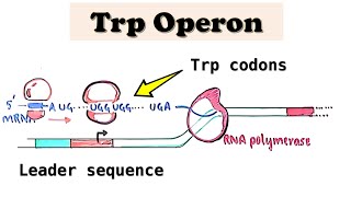 Tryptophan Trp Operon a repressible operon  UGG codons in E coli amp TRAP protein in B subtilis [upl. by Odarnoc]