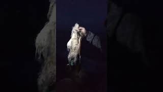 East coast beach fishing  caught a fish flattie and clearing the sea fishing seafishing [upl. by Eeb]