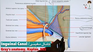 Inguinal Canal  کانال مغبنی Anatomy 75 [upl. by O'Malley729]