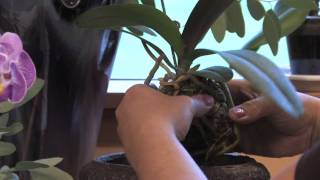 Gardening Tips  How to RePot Orchids [upl. by Annoved]