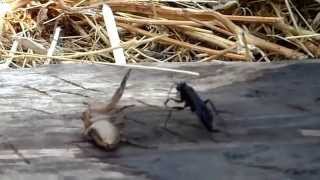 Mud Dauber VS Giant Spider [upl. by Neilla]