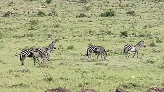 Zebras 🦓 sharing pasture with Ankole Longhorned cattle near Lake Mburo National Park [upl. by Nosbig]