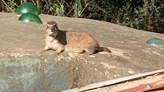 LIVESTREAM Hyrax questions answered with hyrax on roof  LIVE WAWA FOLKS [upl. by Aldarcie599]