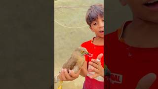 Kabuter ka sekari funny kabootarbazivlogs funnyanimal pigeon comedy kabootarvlogs [upl. by Icken]