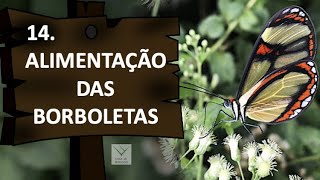 14 Alimentação das borboletas [upl. by Lamonica]