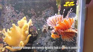 Dwarf Zebra Lionfish feeding time [upl. by Campman16]