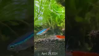 Neon Tetra fish feeding Red Shrimp aquarium fish shrimp neon [upl. by Atiuqcir]