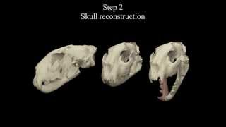 Virtual Vertebrate Paleontology Acinonyx pardinensis from Pantalla [upl. by Merrill324]