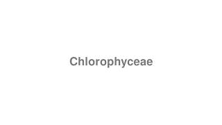 How to Pronounce quotChlorophyceaequot [upl. by Avika]