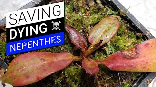 🏥 How to cure a sick Nepenthes 💊 unhappy pitcher plant recovery [upl. by Grunenwald61]