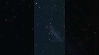 The gelatinous worm Tomopteris dances through the deep sea [upl. by Ellsworth]