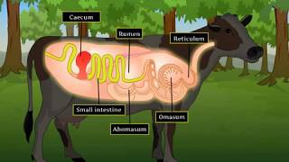 Digestion in Grass Eating Animals  Macmillan Education India [upl. by Eimmat583]