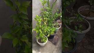 Homemade and Powerful Insecticide for plants [upl. by Geminius]