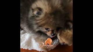 🌟 All About Dochlaggie Pomeranian Puppies 🐾 [upl. by Nallek]