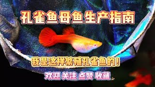 我的孔雀鱼母鱼生产指南！我是这样繁殖孔雀鱼的！ [upl. by Nixie]