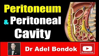 Peritoneum Peritoneal Cavity Lesser Sac Greater Sac and Peritoneal Recesses Dr Adel Bondok [upl. by Casper136]