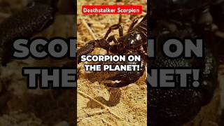 The World’s Deadliest Scorpion The Deathstalker facts mrbeast scorpio [upl. by Bible]