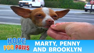 Marty Brooklyn and Penny Chihuahua rescue in South Central Los Angeles Please share chihuahua [upl. by Selec]