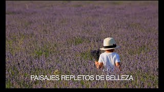 Floración y Festival de la Lavanda Brihuega Guadalajara [upl. by Ateloj]