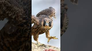 Close Encounter with a Peregrine Falcon Fledgling shorts [upl. by Ojillek]