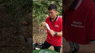 Malaysian Fresh Durian Unboxing Master  Fruit Cutting Skills [upl. by Frodina]