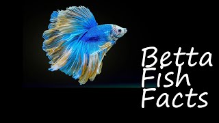 10 Amazing BETTA FISH Facts [upl. by Chaddie]