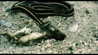 Garter snake throws up 4 frogs in girls arm GRAPHIC IMAGES [upl. by Bander]